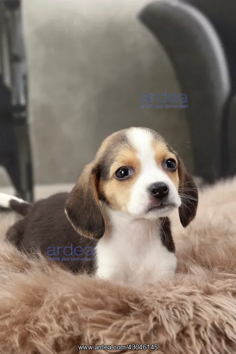  : Dog Beagle puppy