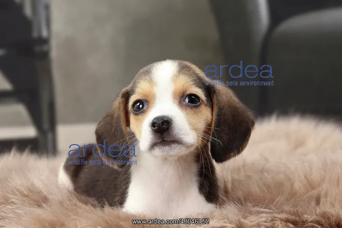  : Dog Beagle puppy