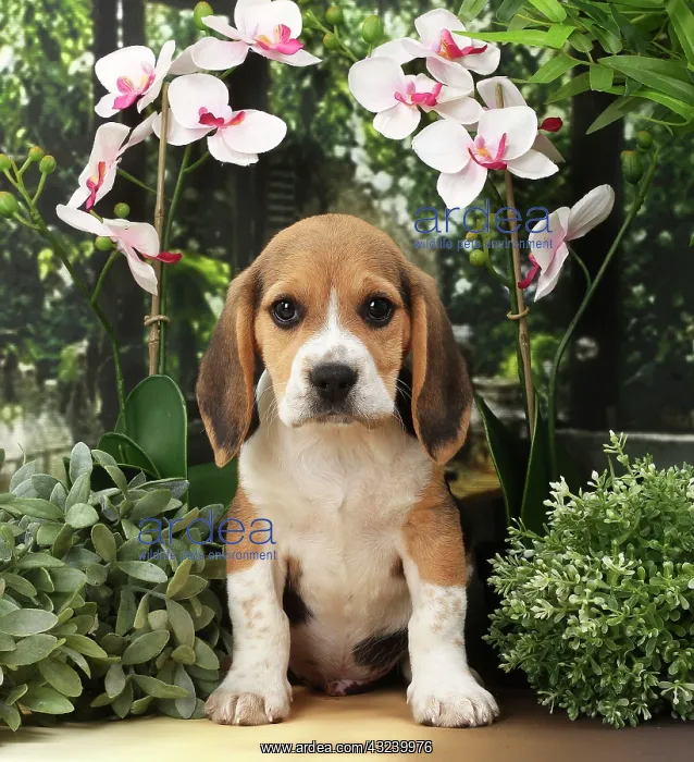  : Dog Beagle puppy