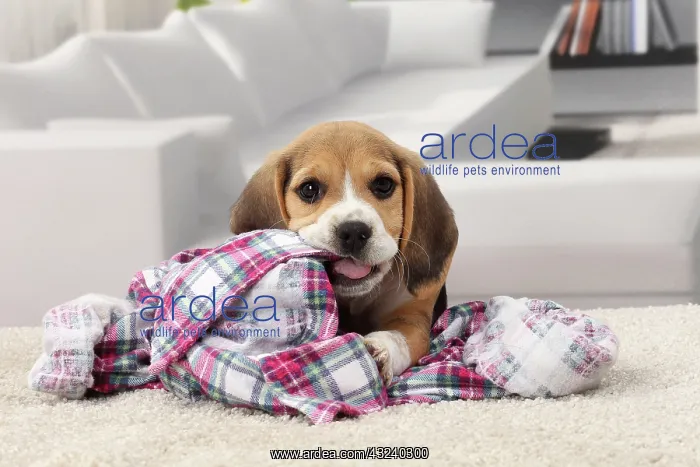  : Dog Beagle puppy