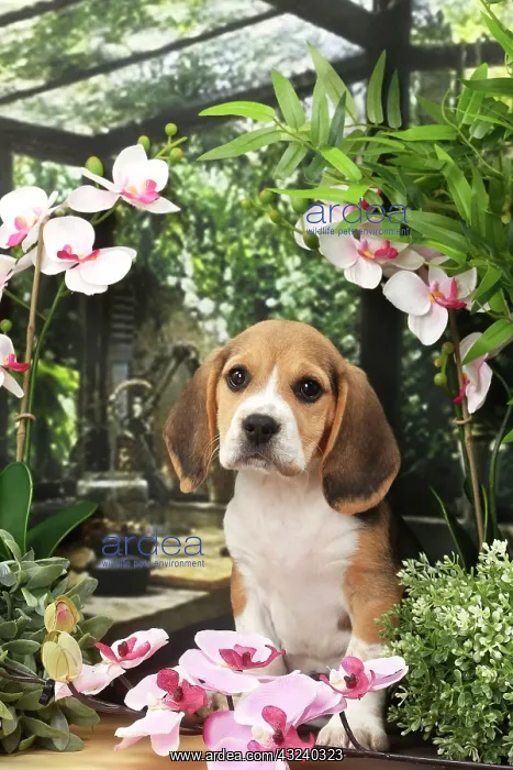 : Dog Beagle puppy : Dog Beagle puppy