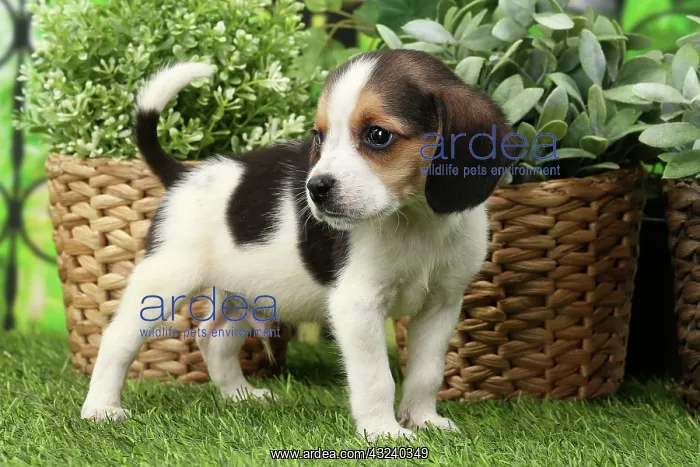  : Dog Beagle puppy