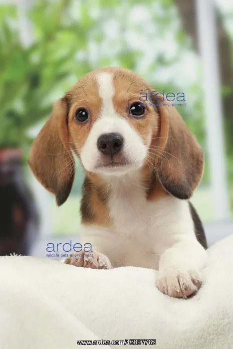  : Dog Beagle puppy