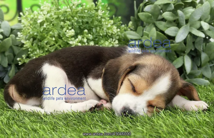 : Dog Beagle puppy asleep : Dog Beagle puppy asleep