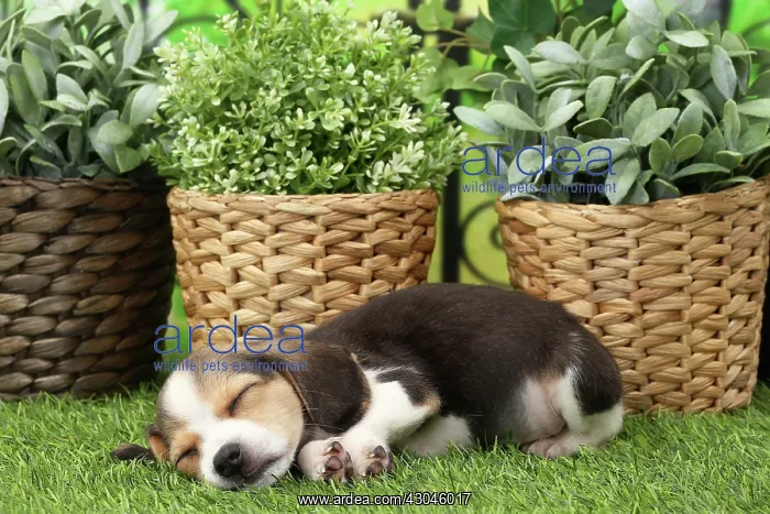 : Dog Beagle puppy asleep : Dog Beagle puppy asleep