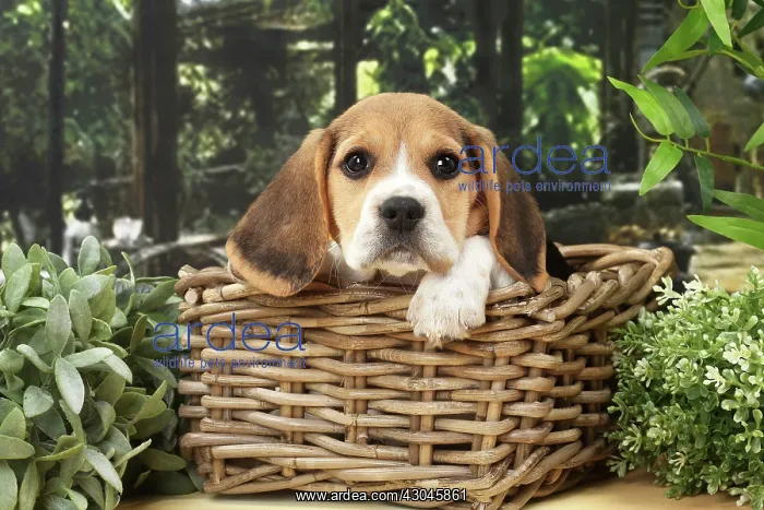 : Dog Beagle puppy in a basket : Dog Beagle puppy in a basket