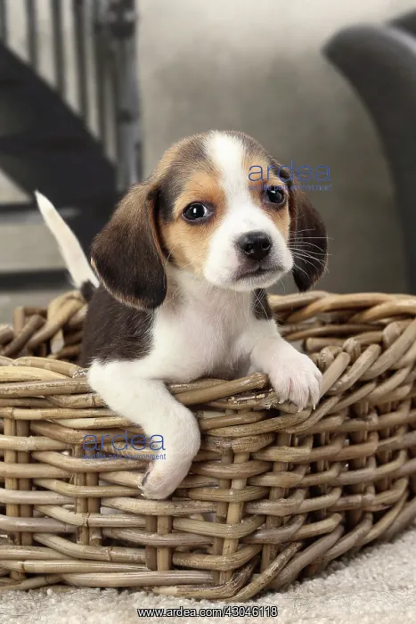 : Dog Beagle puppy in a basket