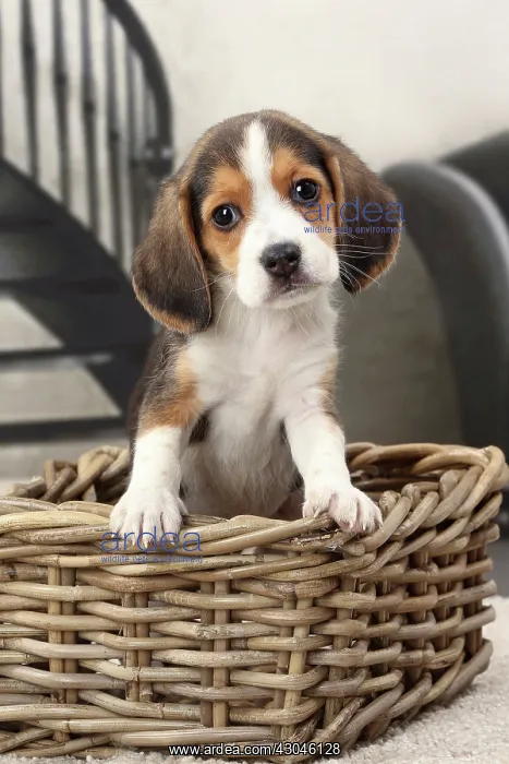  : Dog Beagle puppy in a basket