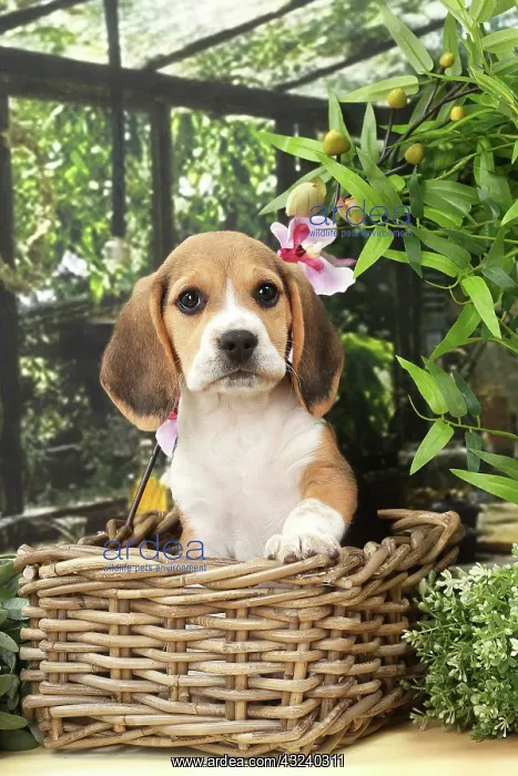 : Dog Beagle puppy in a basket : Dog Beagle puppy in a basket