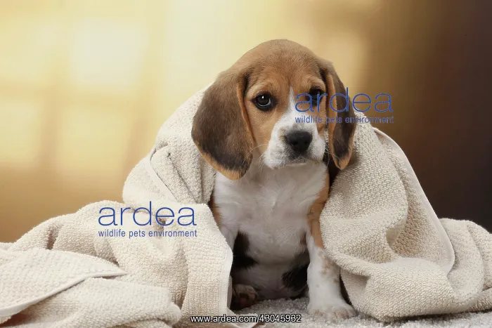  : Dog Beagle puppy blanket towel