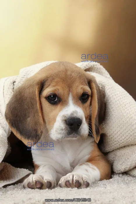  : Dog Beagle puppy blanket towel