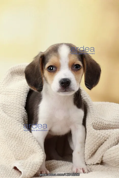  : Dog Beagle puppy blanket towel