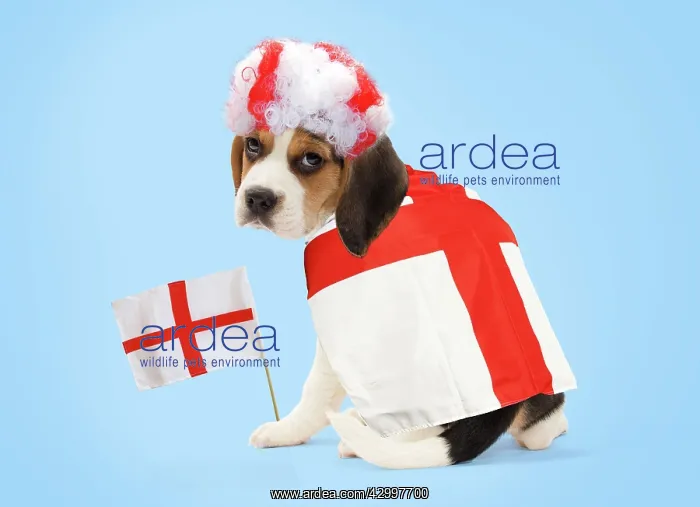 : Dog - Beagle puppy with england flags & wig Digital : Dog - Beagle puppy with england flags & wig Digital
