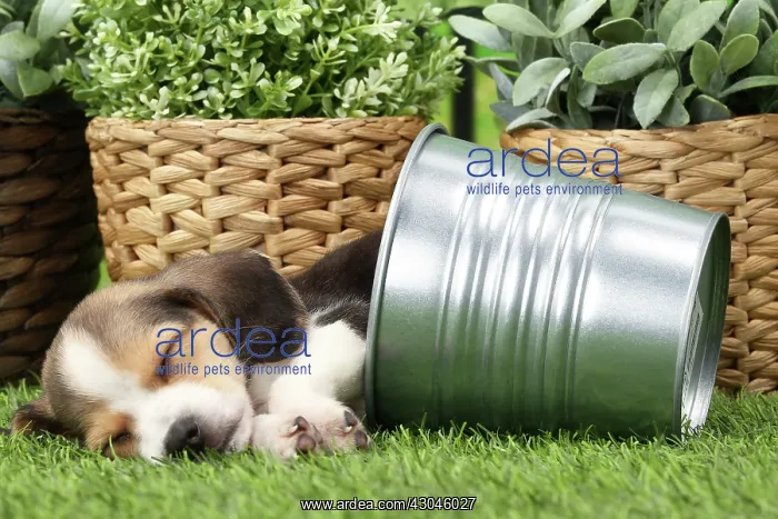 : Dog Beagle puppy in flower pot asleep