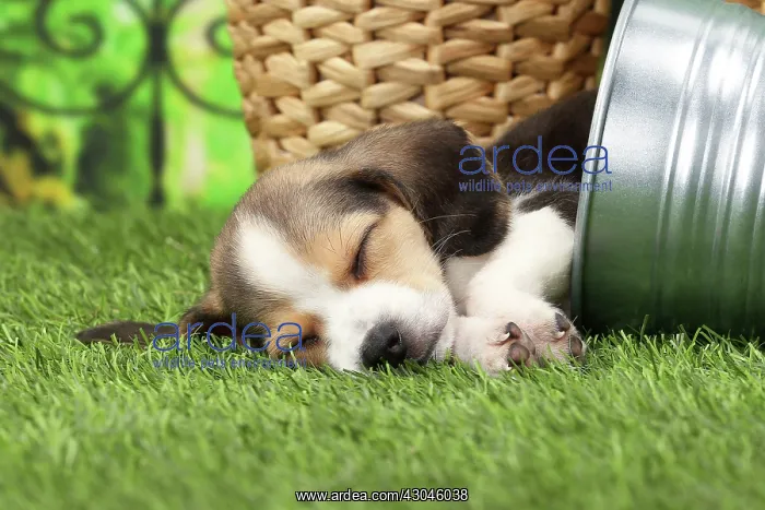 : Dog Beagle puppy in flower pot asleep : Dog Beagle puppy in flower pot asleep
