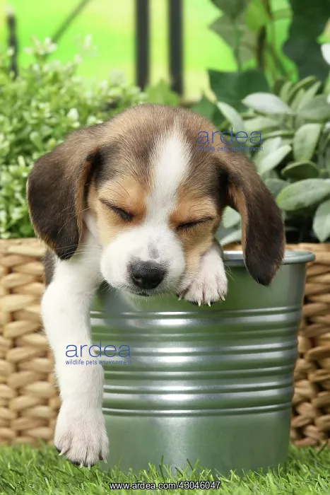  : Dog Beagle puppy in flower pot asleep