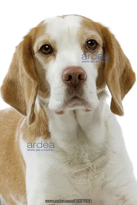  : Dog - Beagle puppy portrait