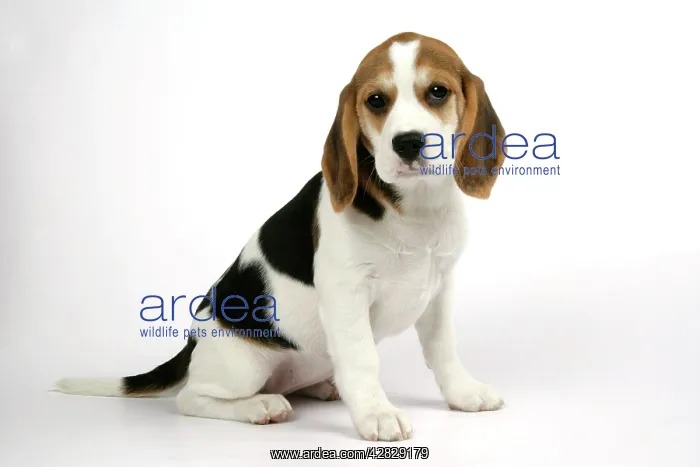 : Dog - Beagle Puppy sitting down : Dog - Beagle Puppy sitting down