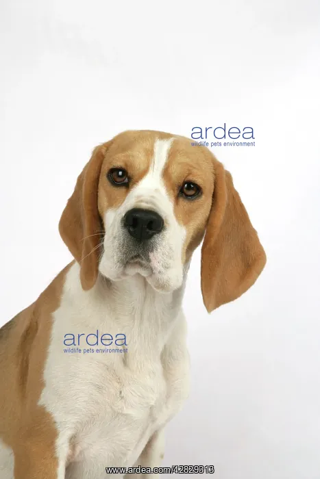 : Dog - Beagle Puppy sitting down : Dog - Beagle Puppy sitting down