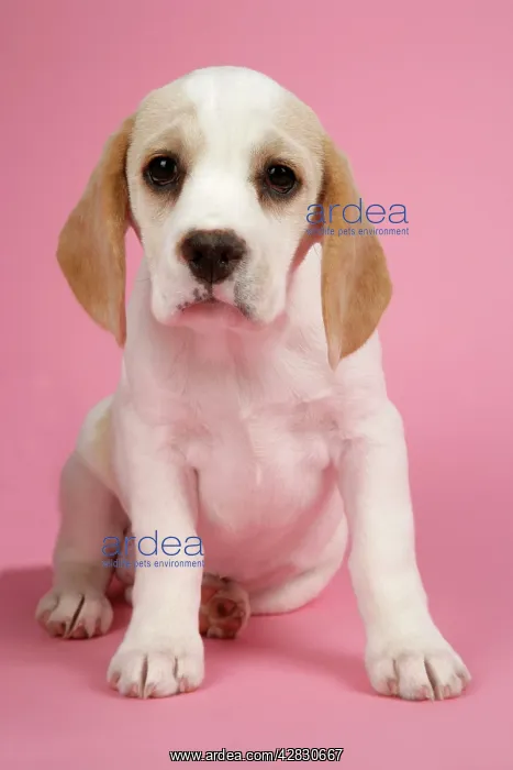 : Dog - Beagle Puppy sitting down : Dog - Beagle Puppy sitting down