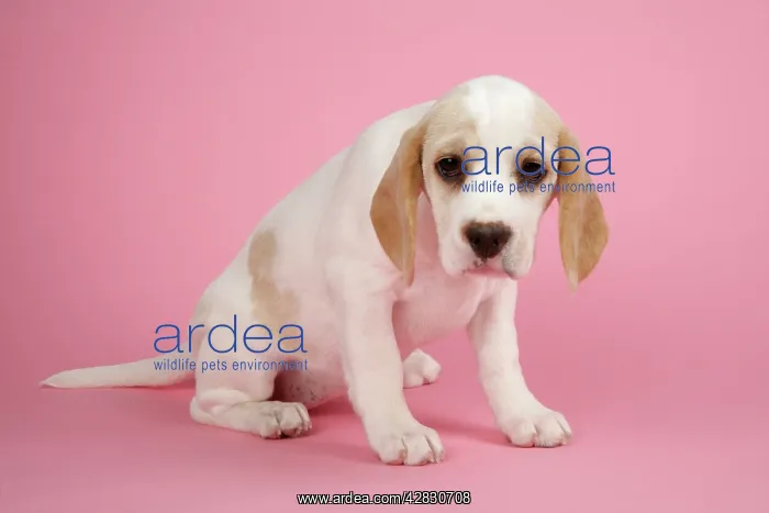  : Dog - Beagle Puppy sitting down
