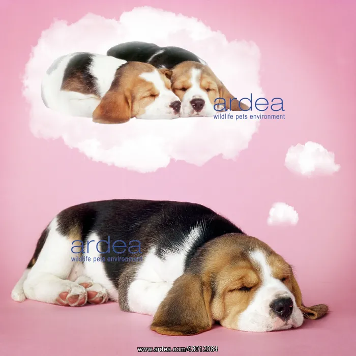  : Dog - Beagle puppy sleeping and dreaming of love