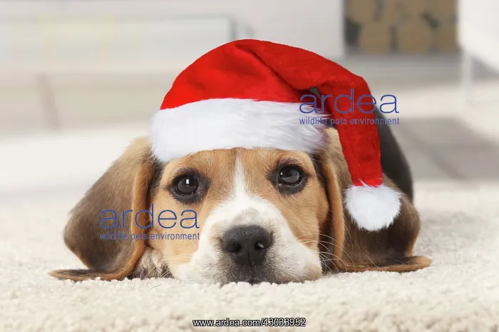  : Dog, Beagle puppy wearing Christmas hat