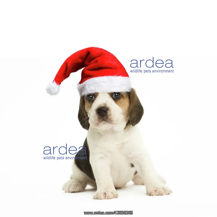  : Dog, Beagle puppy wearing Christmas hat