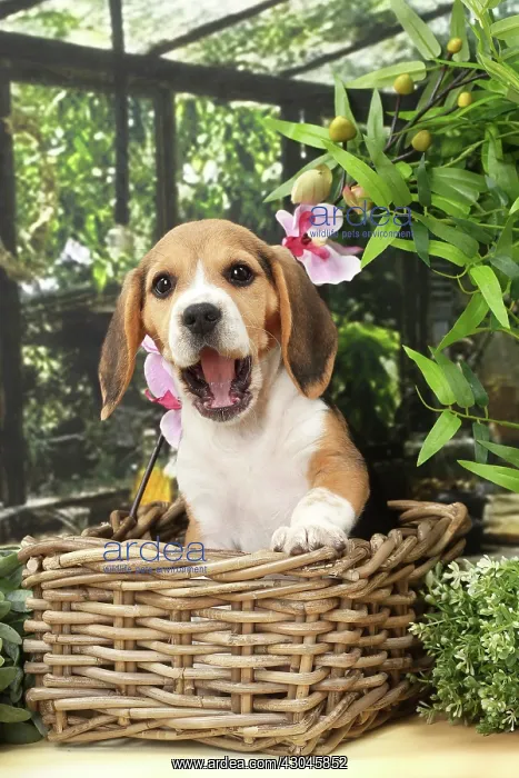  : Dog Beagle puppy yawning with mouth open in wicker basket