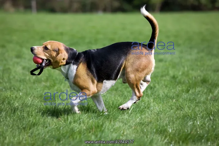 : Dog - Beagle running in garden with ball in mouth : Dog - Beagle running in garden with ball in mouth