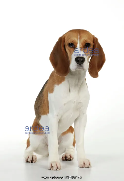 : Dog - Beagle - sitting down : Dog - Beagle - sitting down