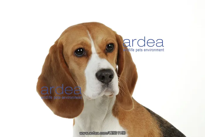 : Dog - Beagle - sitting down : Dog - Beagle - sitting down