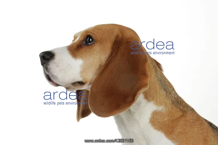 : Dog - Beagle - sitting down : Dog - Beagle - sitting down