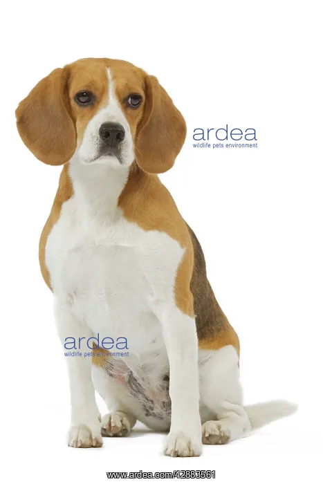  : Dog - Beagle in studio