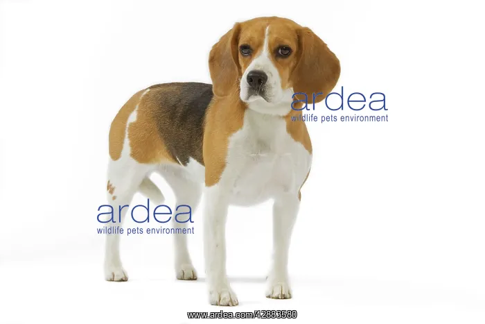  : Dog - Beagle in studio