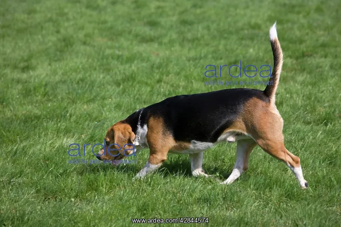  : Dog - Beagle walking in garden