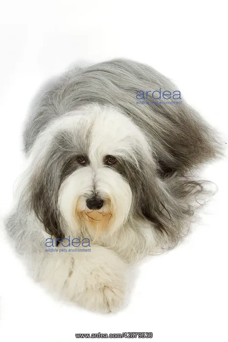  : Dog - Bearded Collie