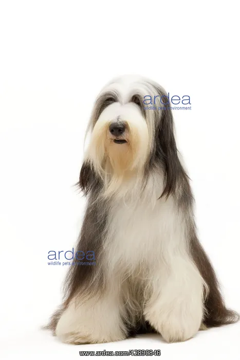  : Dog - Bearded Collie
