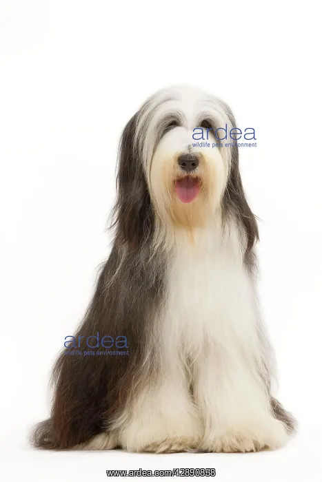  : Dog - Bearded Collie