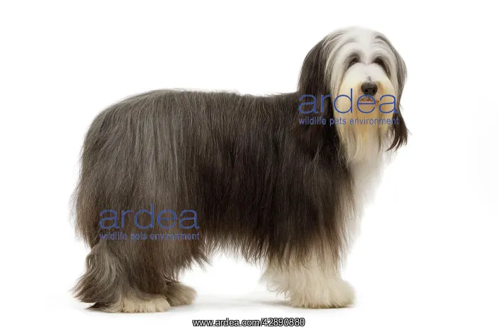  : Dog - Bearded Collie