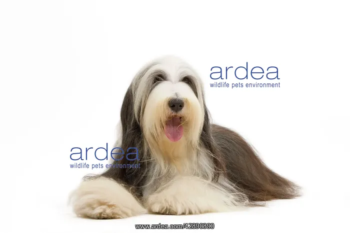  : Dog - Bearded Collie