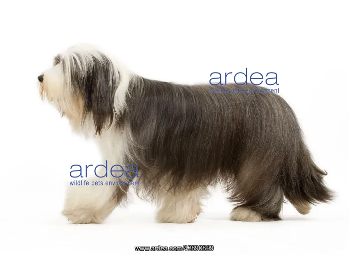  : Dog - Bearded Collie
