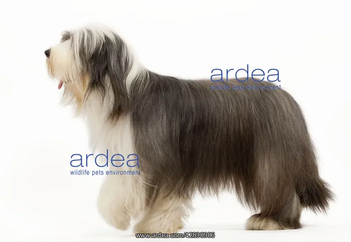  : Dog - Bearded Collie
