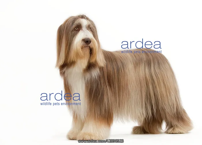  : Dog - Bearded Collie