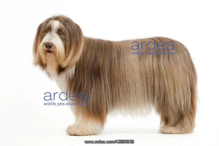  : Dog - Bearded Collie