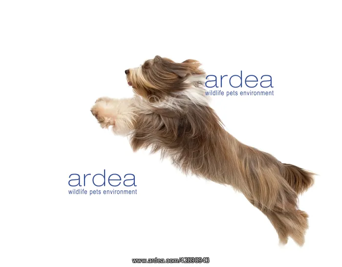  : Dog - Bearded Collie - leaping in mid-air