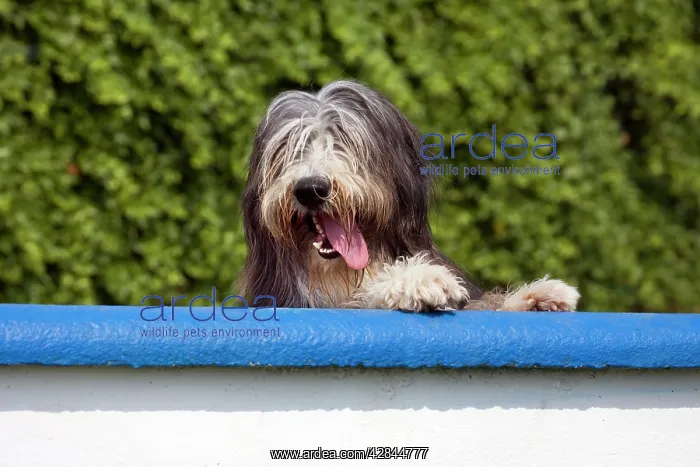  : Dog - Bearded Collie look over the wall