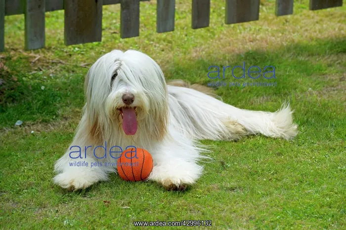  : DOG - Bearded collie playing with ball
