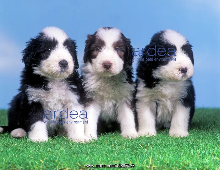 : Dog - Bearded Collie - Three puppies : Dog - Bearded Collie - Three puppies