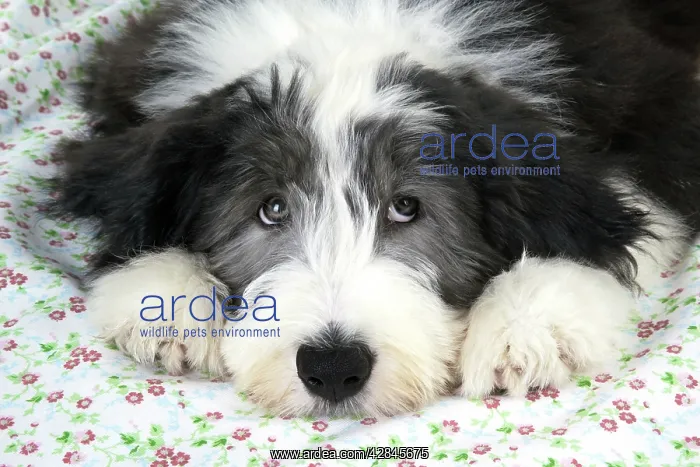 : Dog. Bearded Collie puppy : Dog. Bearded Collie puppy
